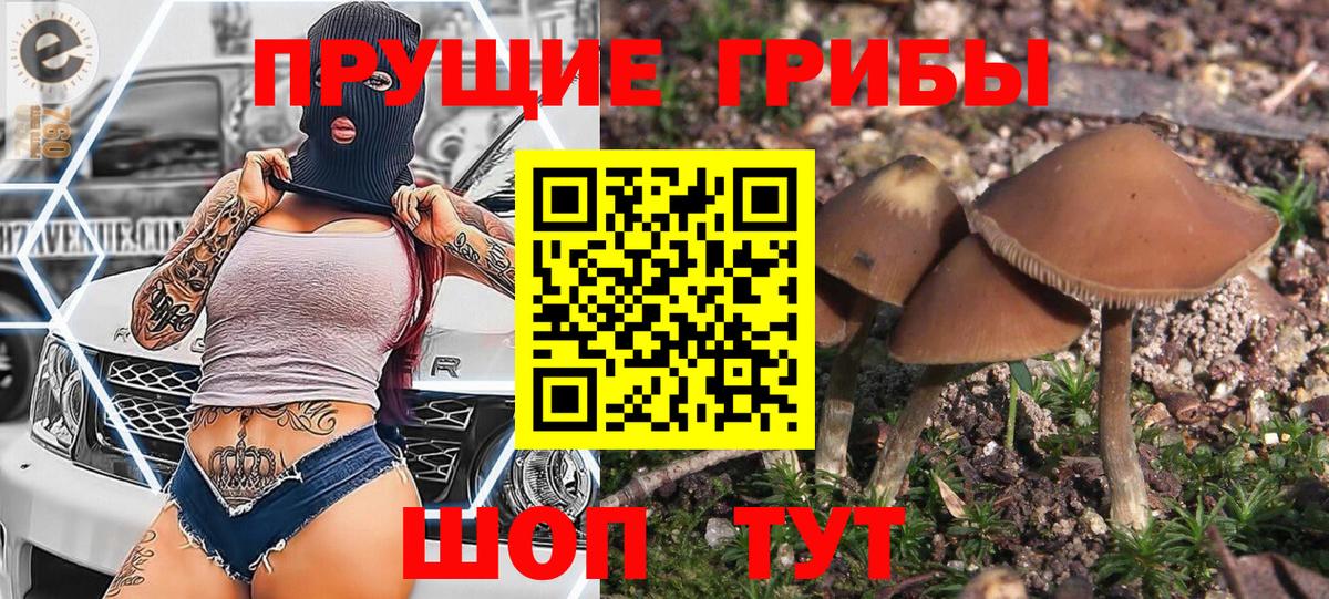 Галлюциногенные грибы Cubensis Камень-на-Оби